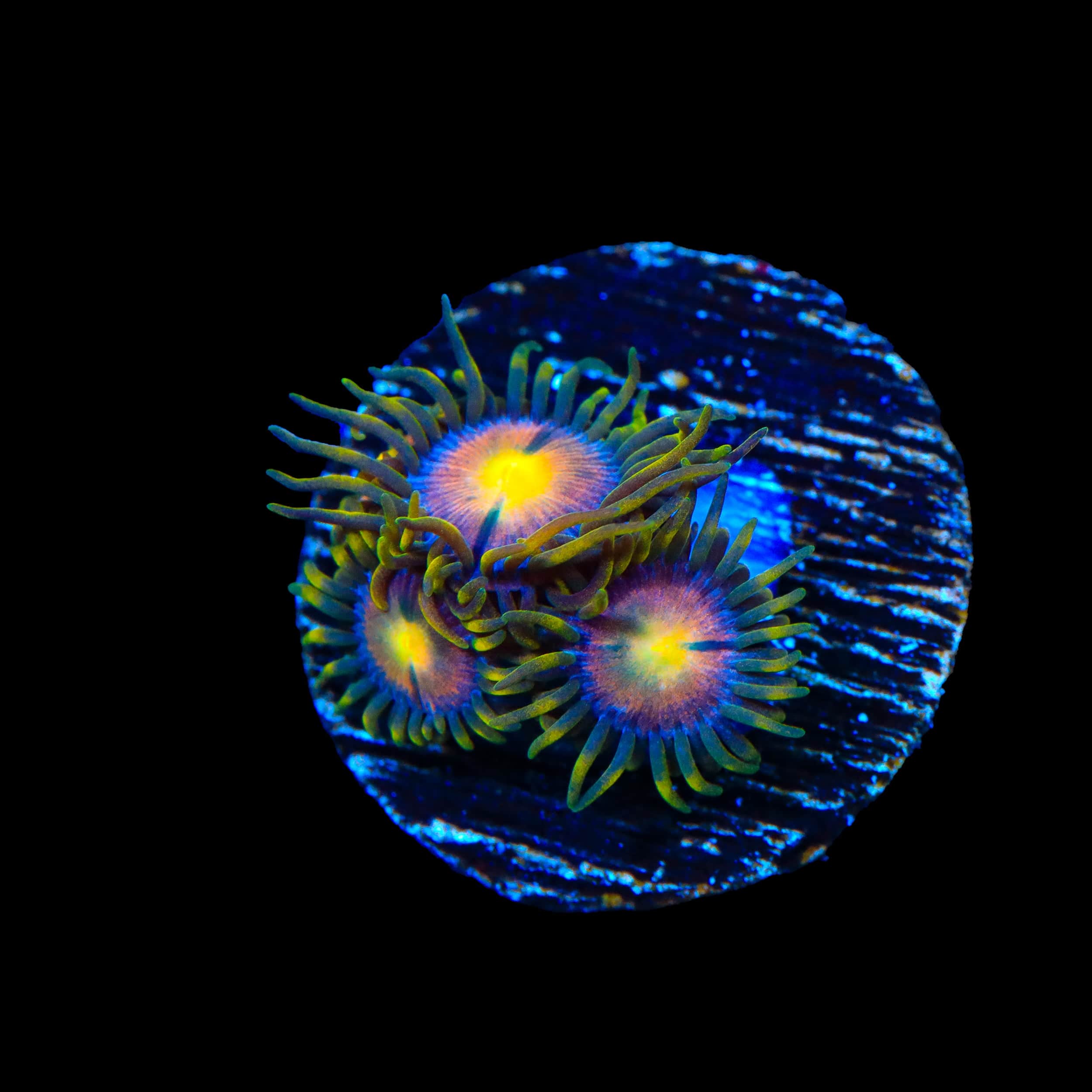 Hydra Lady Dragon Zoanthids Coral
