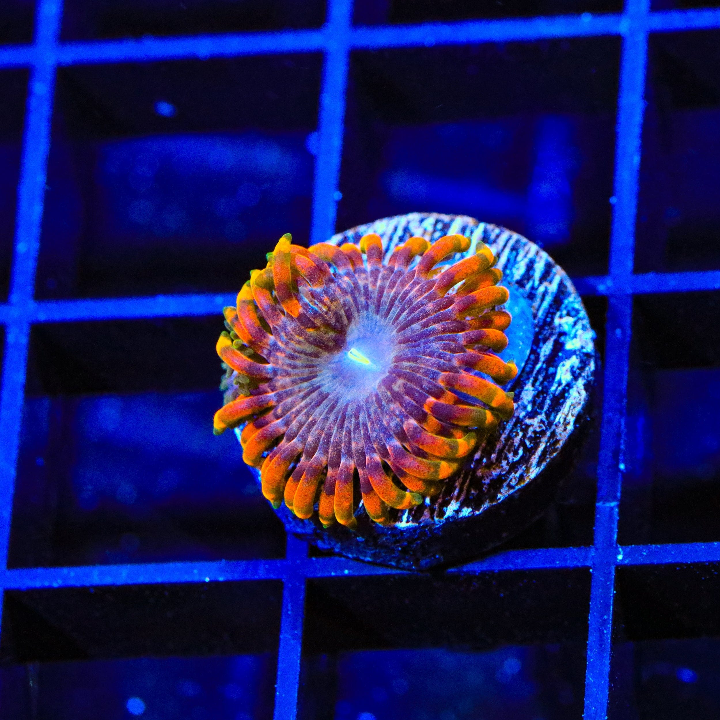 JF Fairy Fart Zoanthids Coral