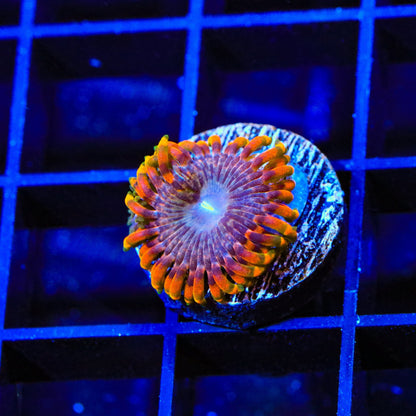 Fairy Fart Zoanthids Coral