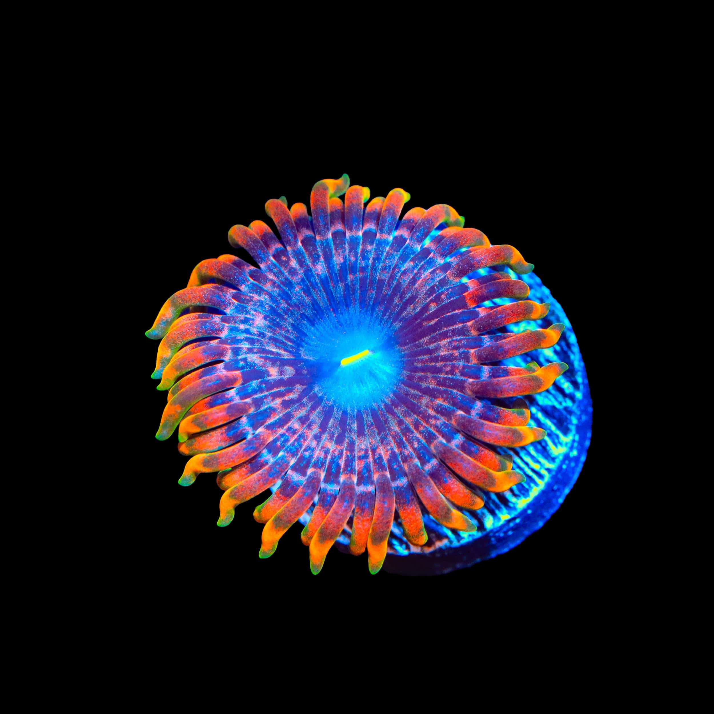 JF Fairy Fart Zoanthids Coral