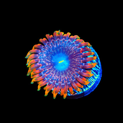 Fairy Fart Zoanthids Coral