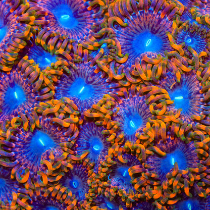 Fairy Fart Zoanthids Coral