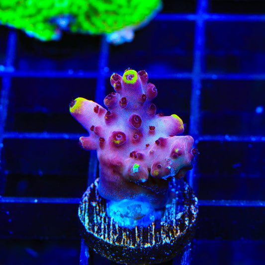 JF Fox Flame Acropora Coral