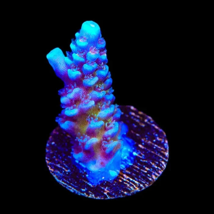 JF Jolt Acropora Coral