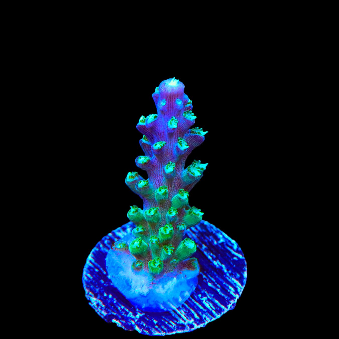 JF Shocktart Acropora Coral