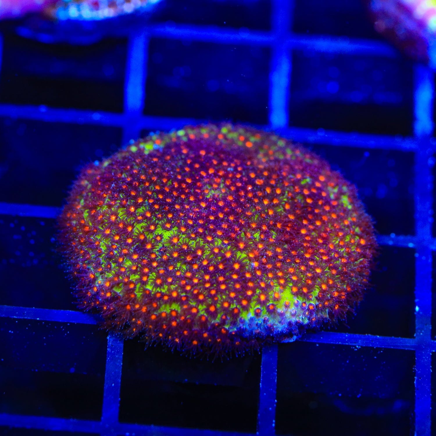 JF Sunset Stylocoeniella Coral