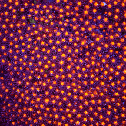 JF Sunset Stylocoeniella Coral