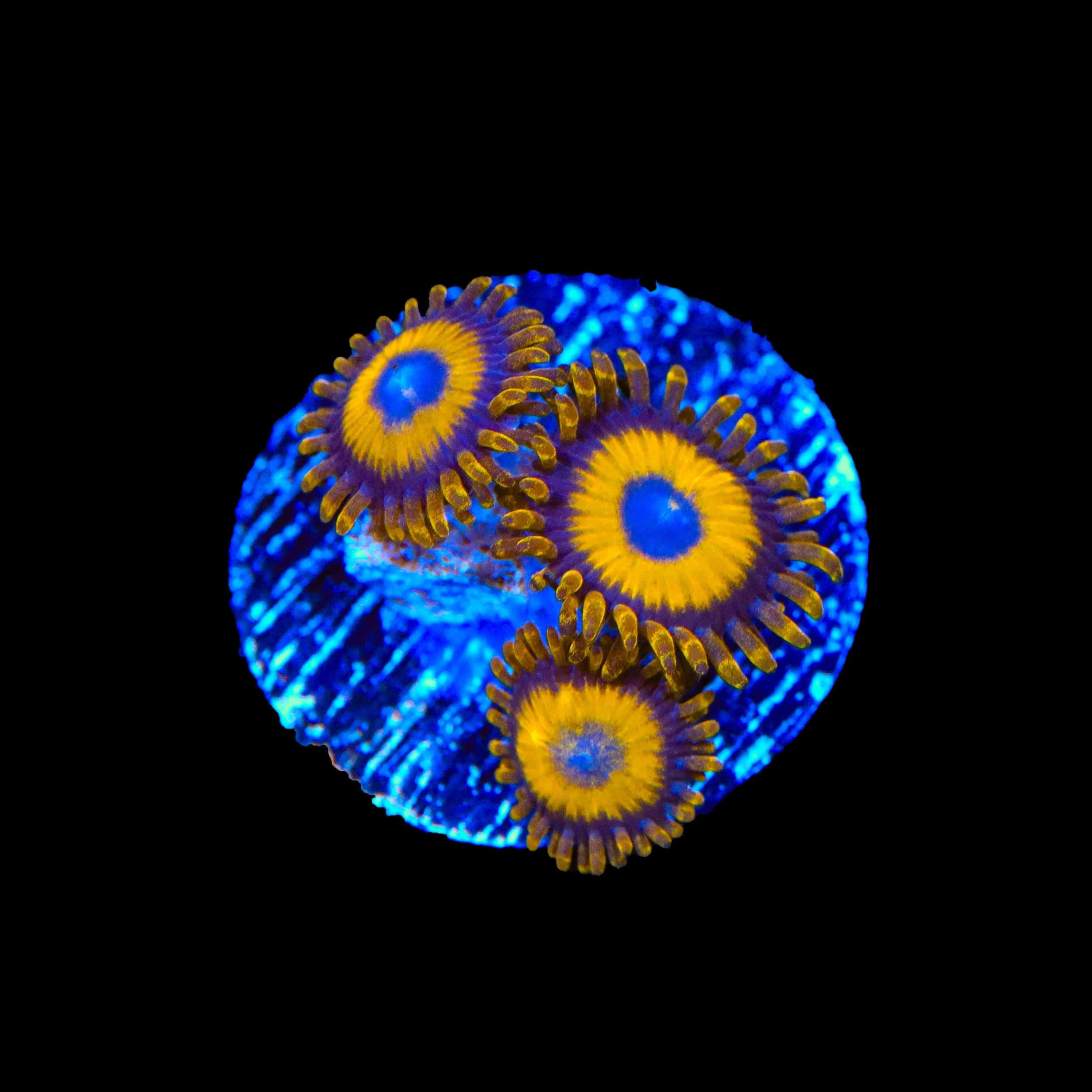 LA Lakers Zoanthids Coral