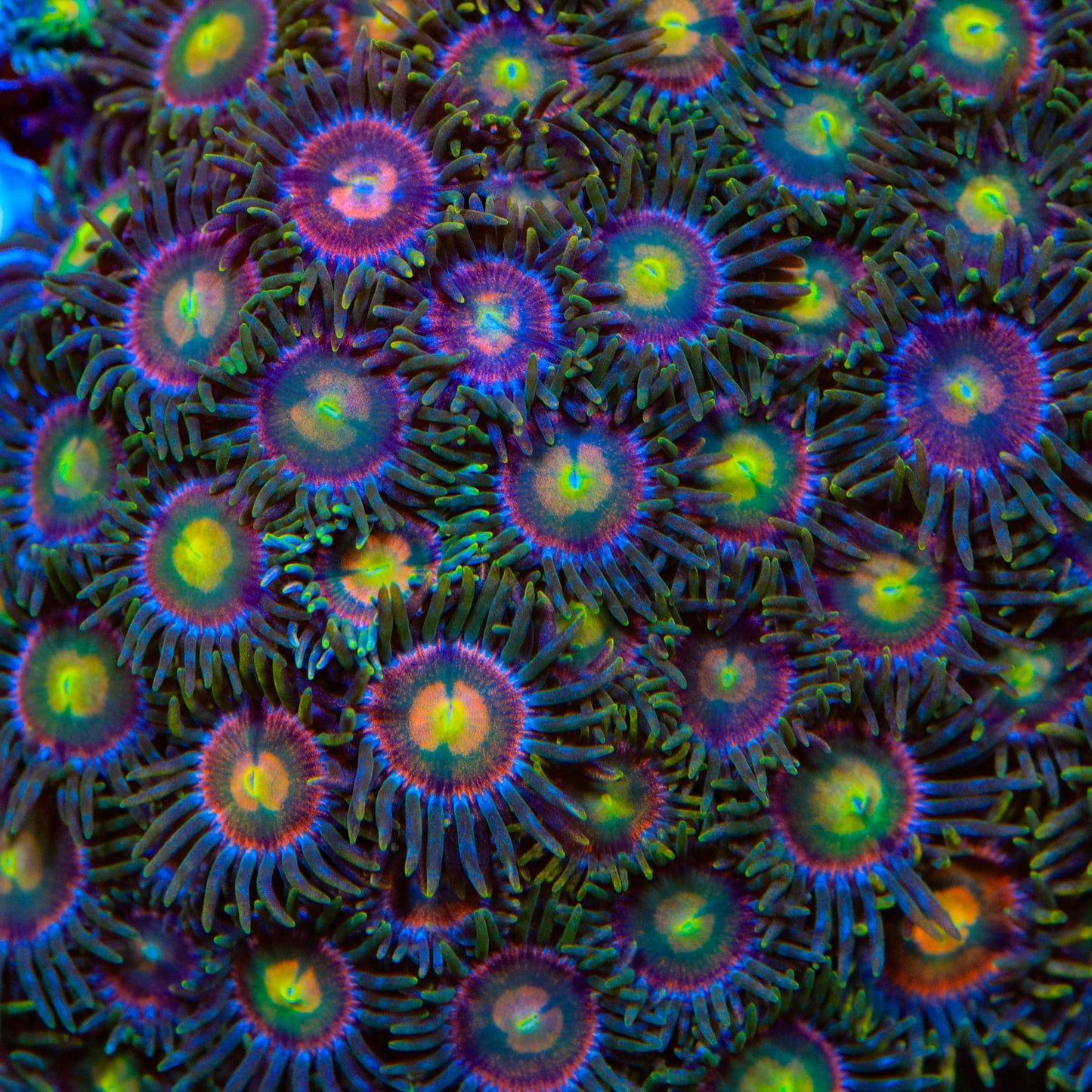 Laser Lemon Zoanthids Coral