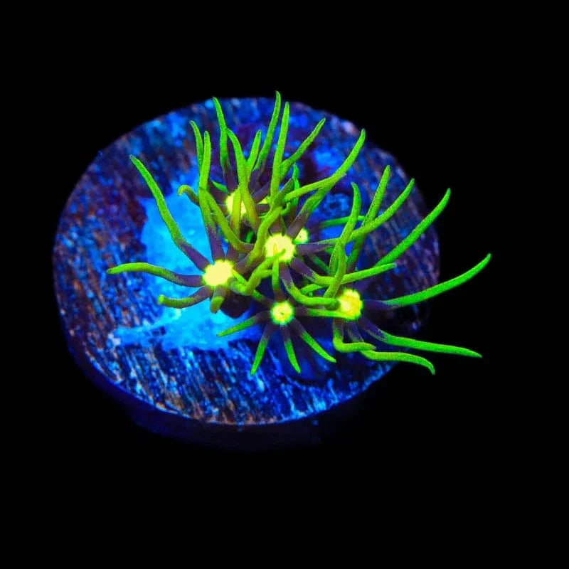 Metallic Green Center Star Polyp Coral
