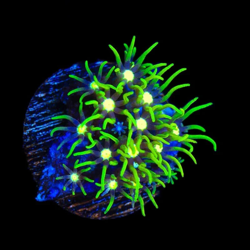 Metallic Green Center Star Polyp Coral
