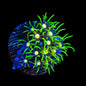 Metallic Green Center Star Polyp Coral