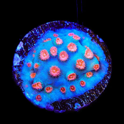 Meteor Shower Cyphastrea Coral