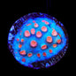 Meteor Shower Cyphastrea Coral
