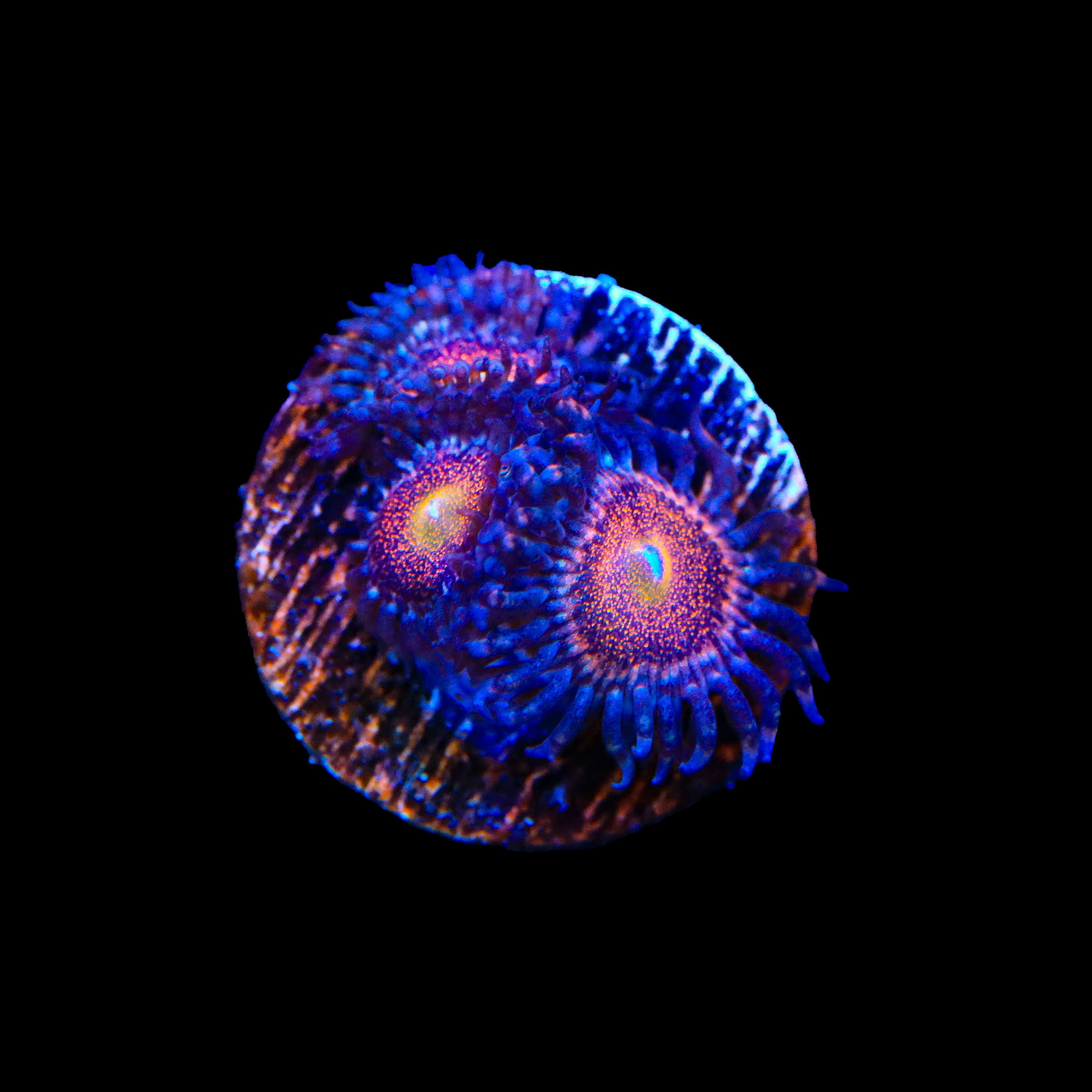 Mohawk Zoanthids Coral