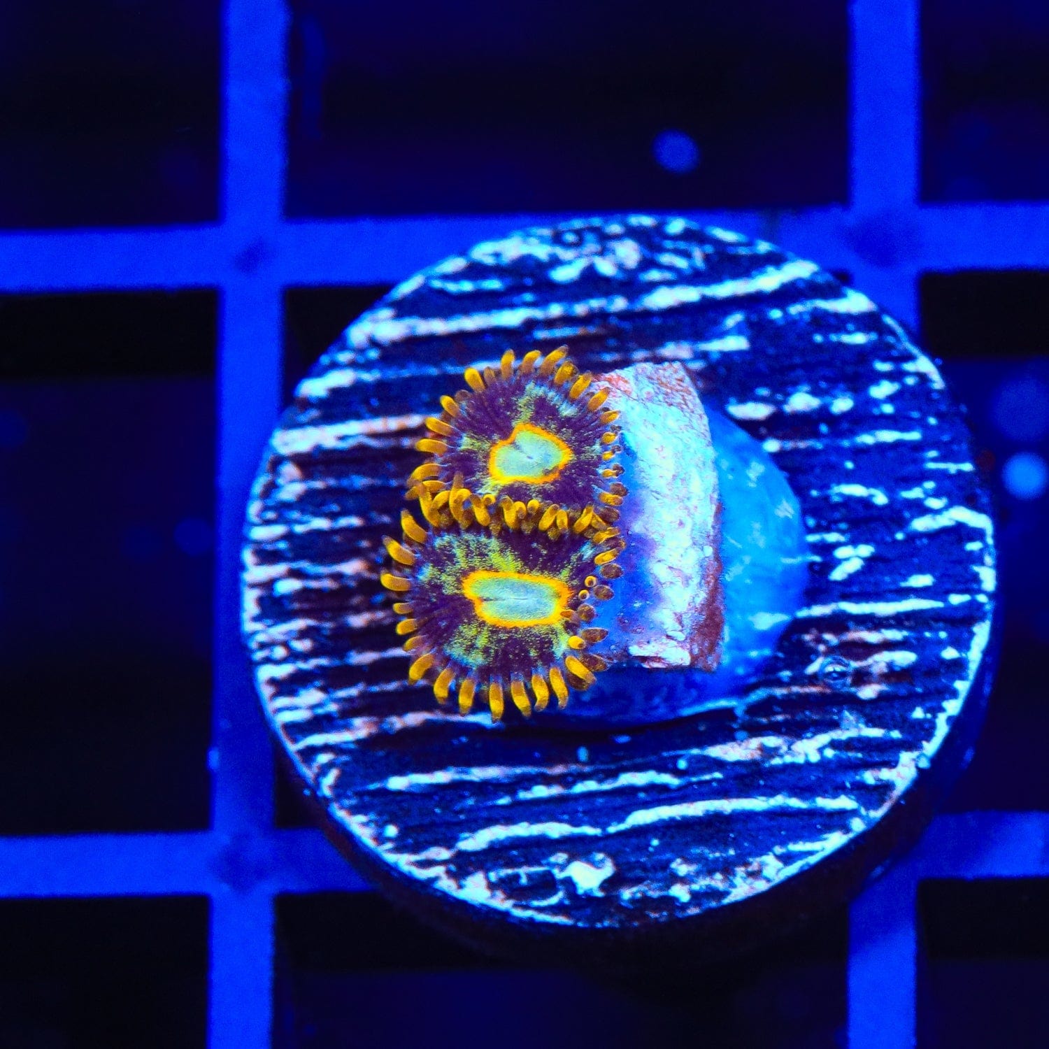 Murder Hornet Zoanthids Coral