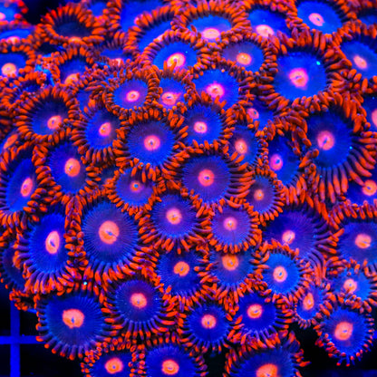My Clementine Zoanthids Coral
