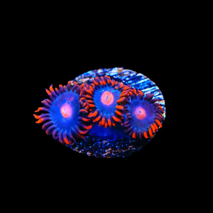 My Clementine Zoanthids Coral
