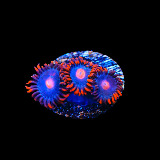 My Clementine Zoanthids Coral