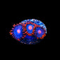 My Clementine Zoanthids Coral