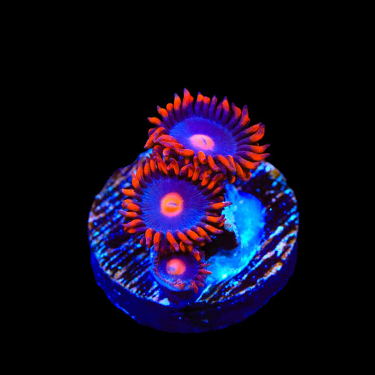 My Clementine Zoanthids Coral