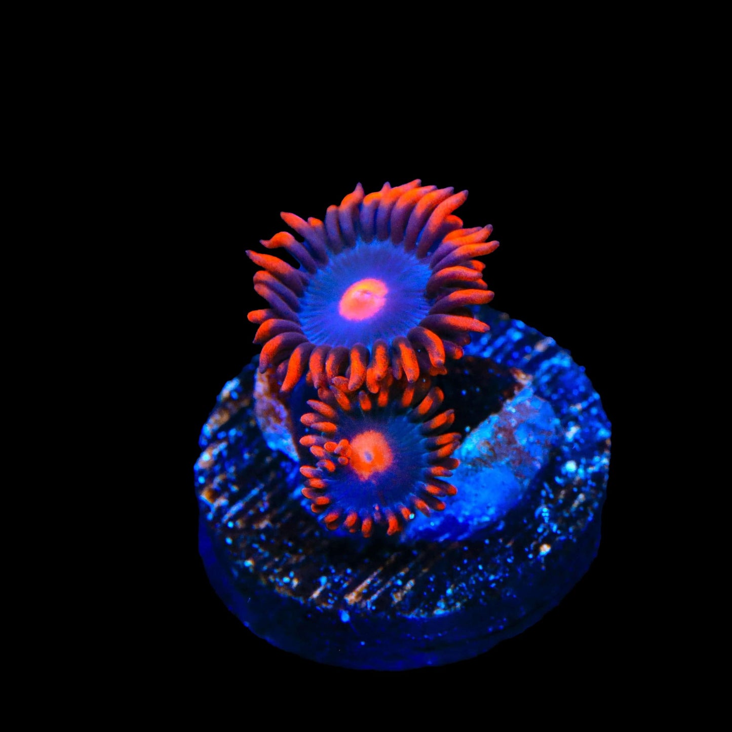 My Clementine Zoanthids Coral