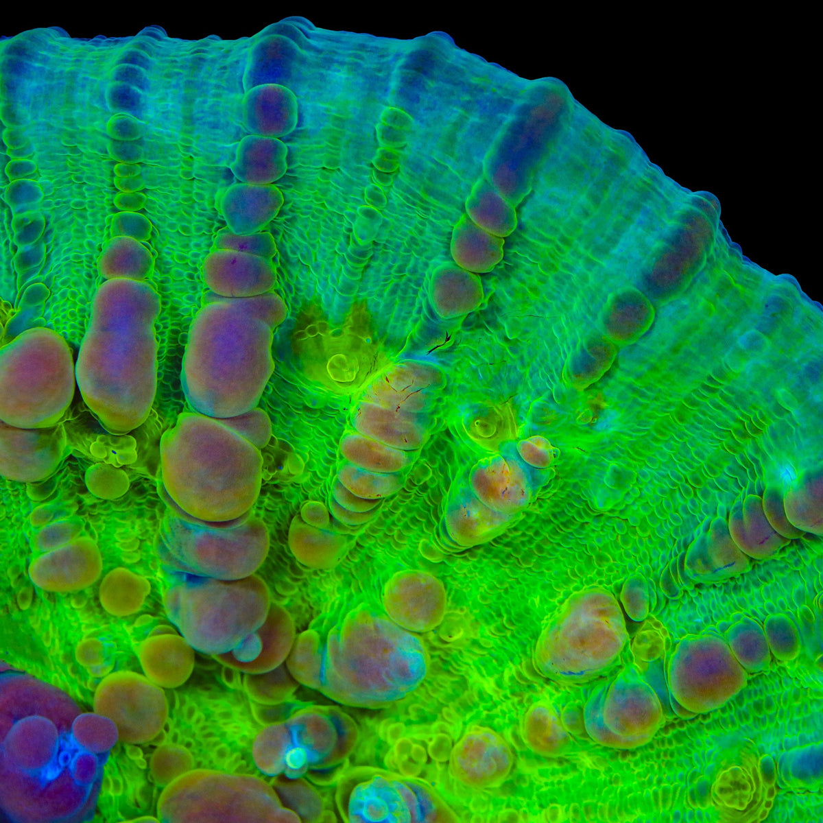Neon Cosmic Candy Bounce Chalice Coral