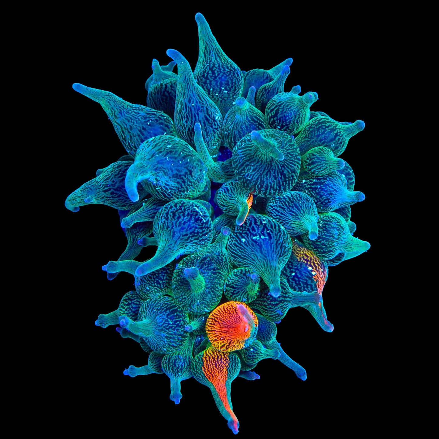 Grafted Nexus Burst Bubble Tip Anemone - 1/4 Red