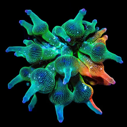 Grafted Nexus Burst Bubble Tip Anemone - 1/4 Red