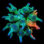 Grafted Nexus Burst Bubble Tip Anemone - 1/4 Red