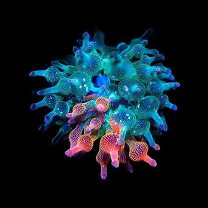 Grafted Nexus Burst Bubble Tip Anemone - 1/4 Red