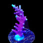 OG Red Dragon Acropora Coral