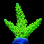 ORA Frogskin Acropora Coral