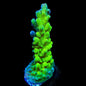 ORA Frogskin Acropora Coral