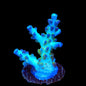 ORA Pearlberry Acropora Coral