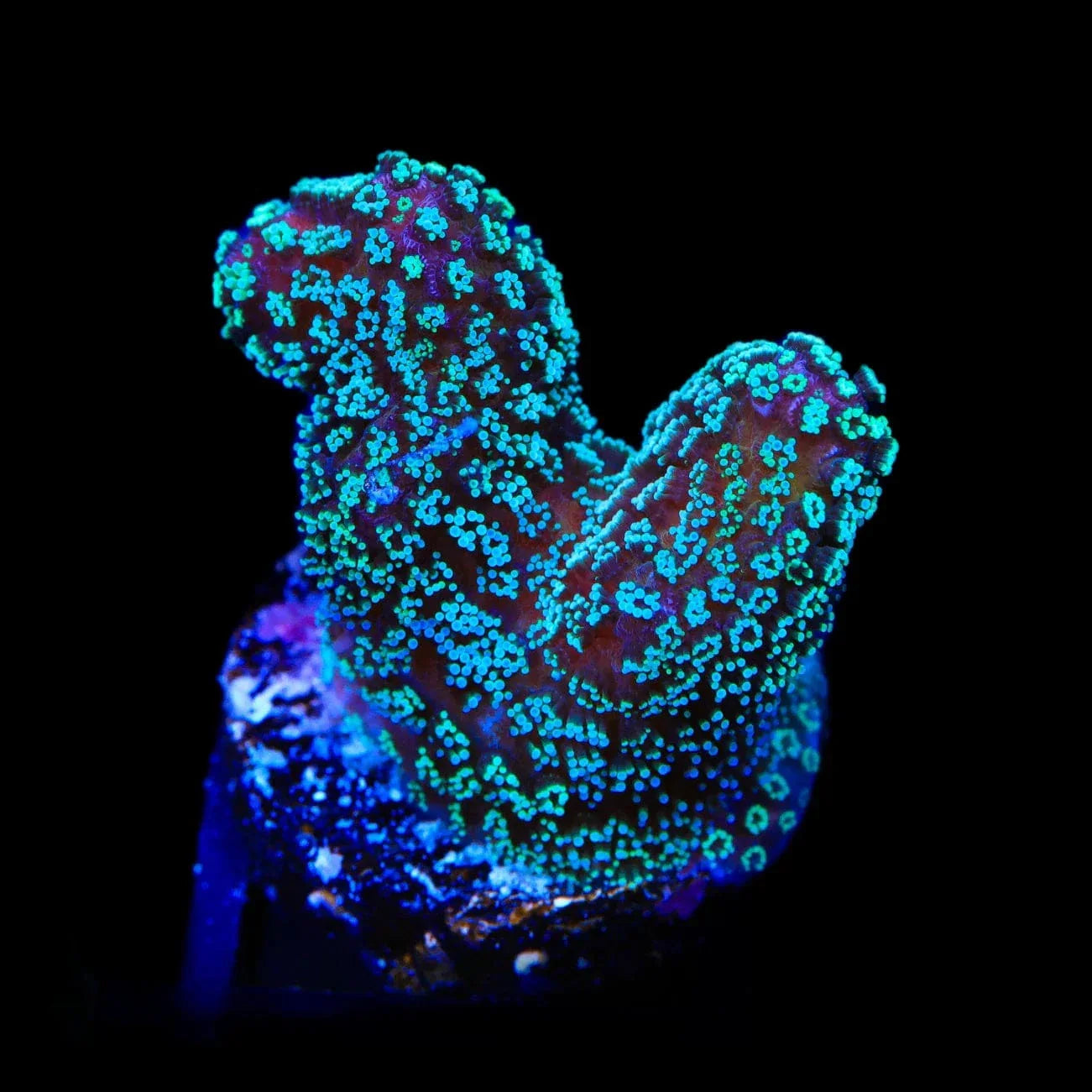 ORA Stellar Stylophora Coral