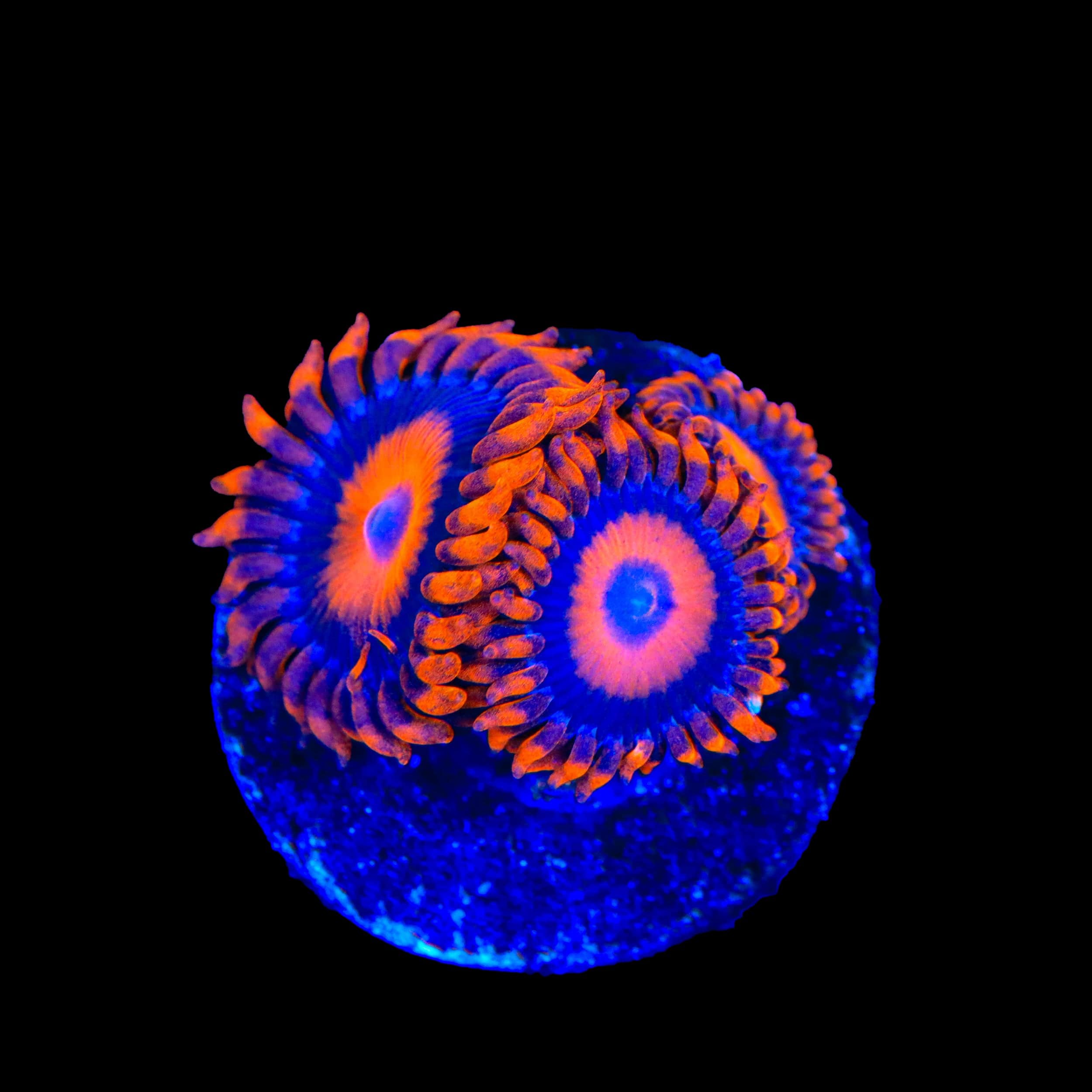 Orange Oxide Zoanthids Coral