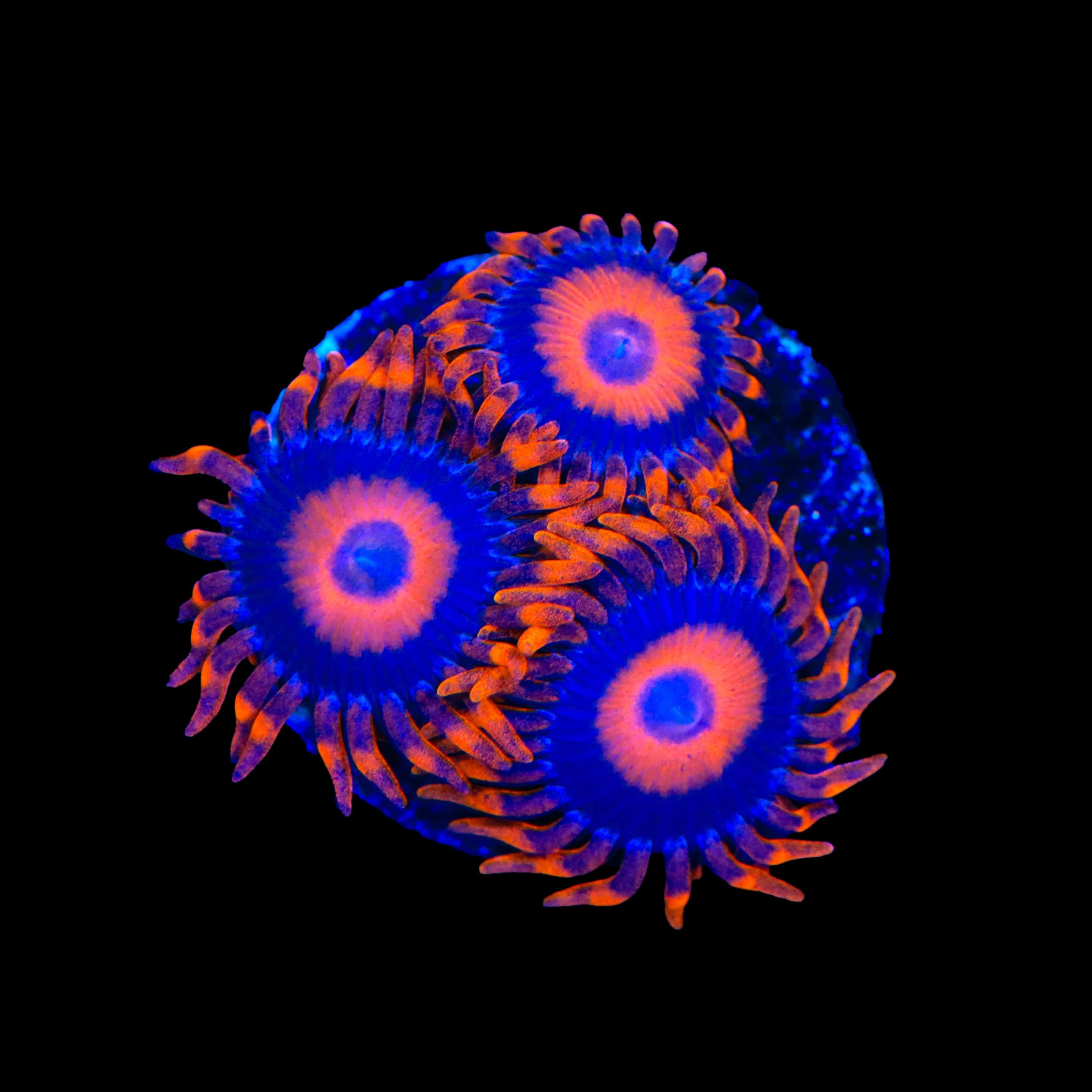 Orange Oxide Zoanthids Coral