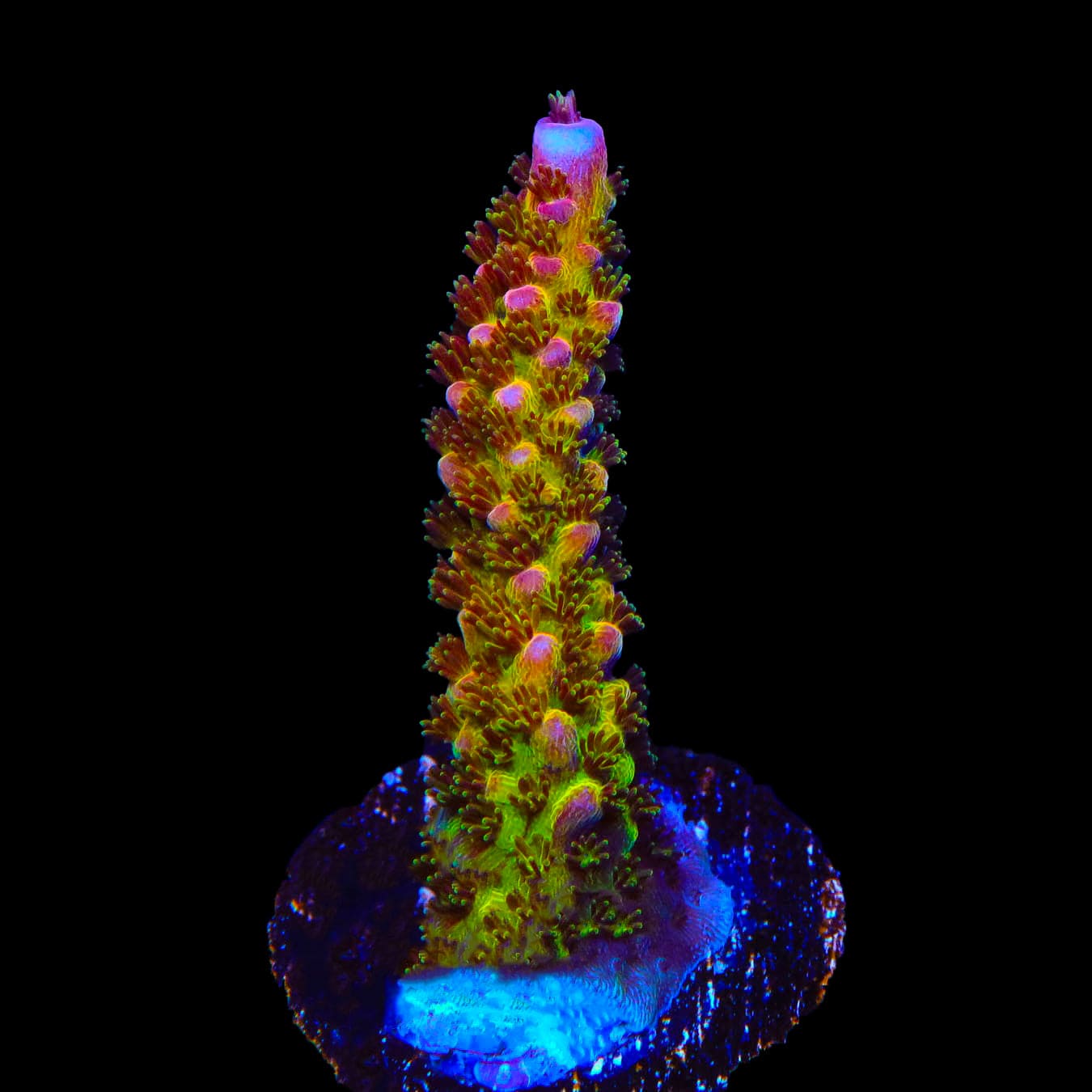 PC Rainbow Acropora Coral