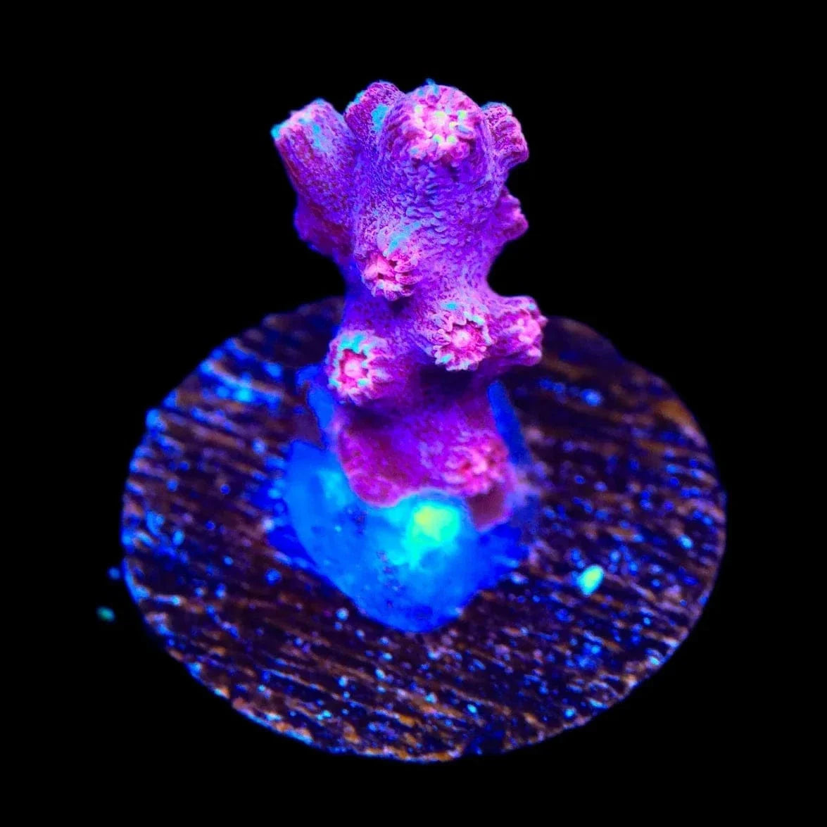 Pink Branching Cyphastrea Coral