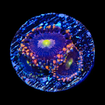 TSA Pinwheel Zoanthids Coral