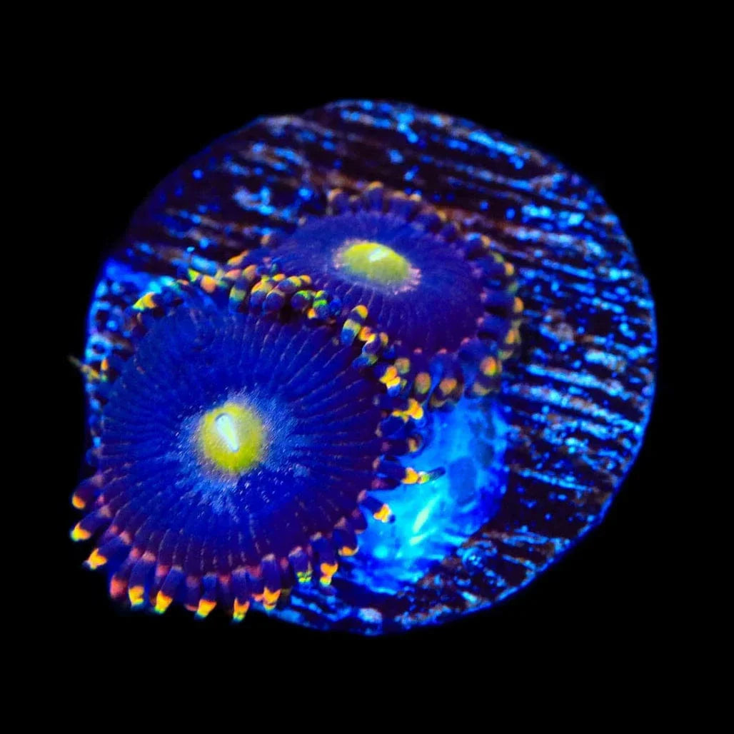 TSA Pinwheel Zoanthids Coral