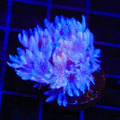 Pulsing Xenia Coral