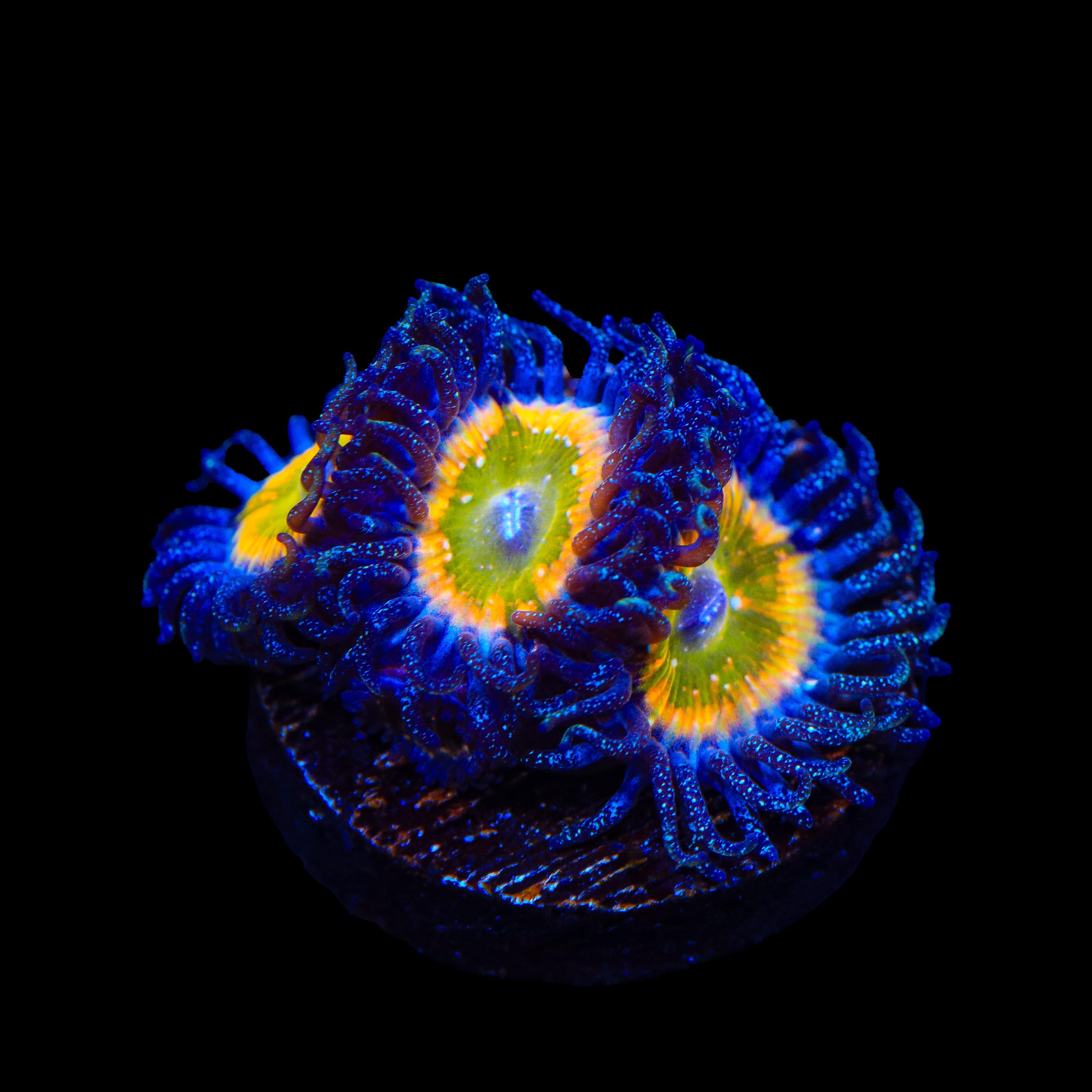 Rainbow Raptor Zoanthids Coral