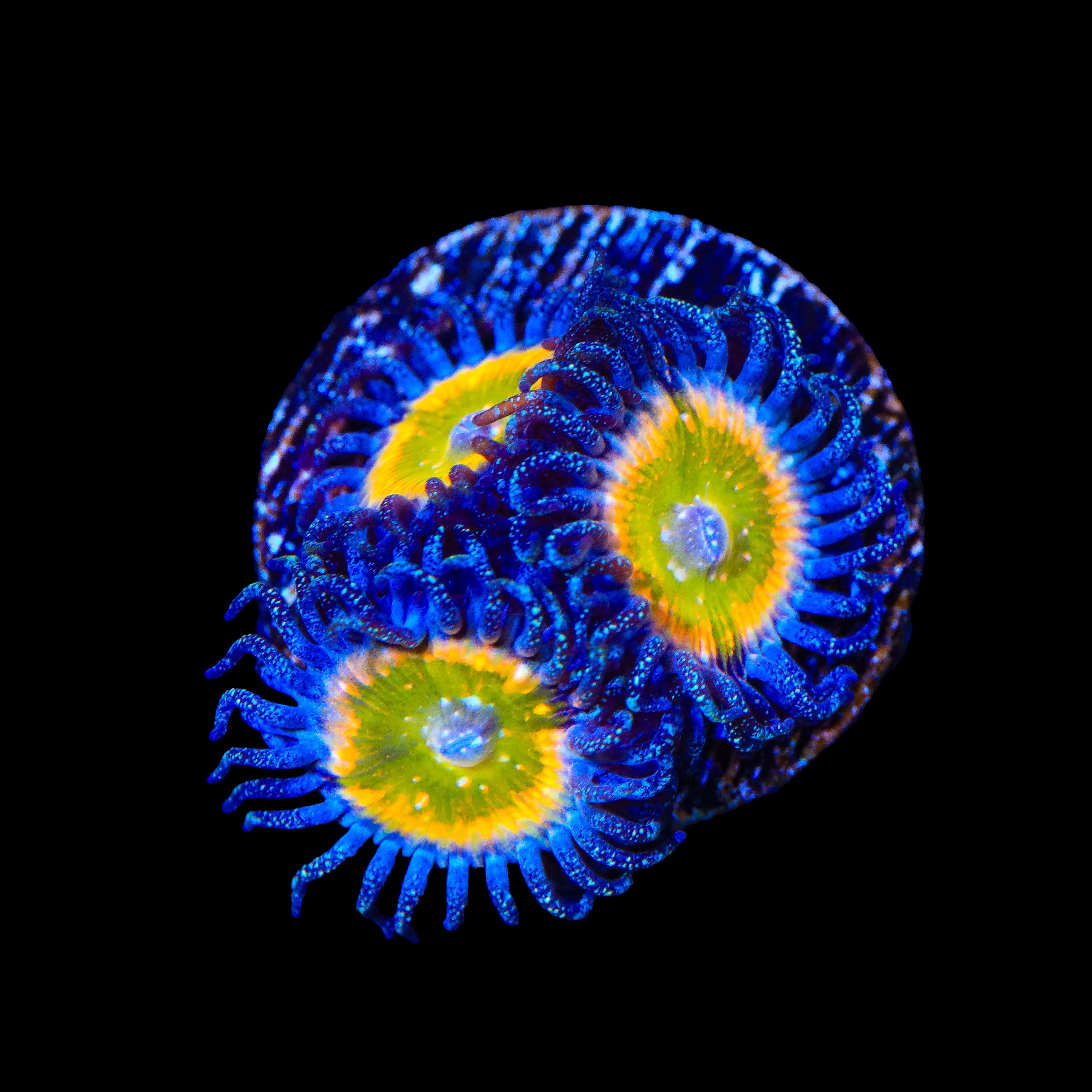 Rainbow Raptor Zoanthids Coral