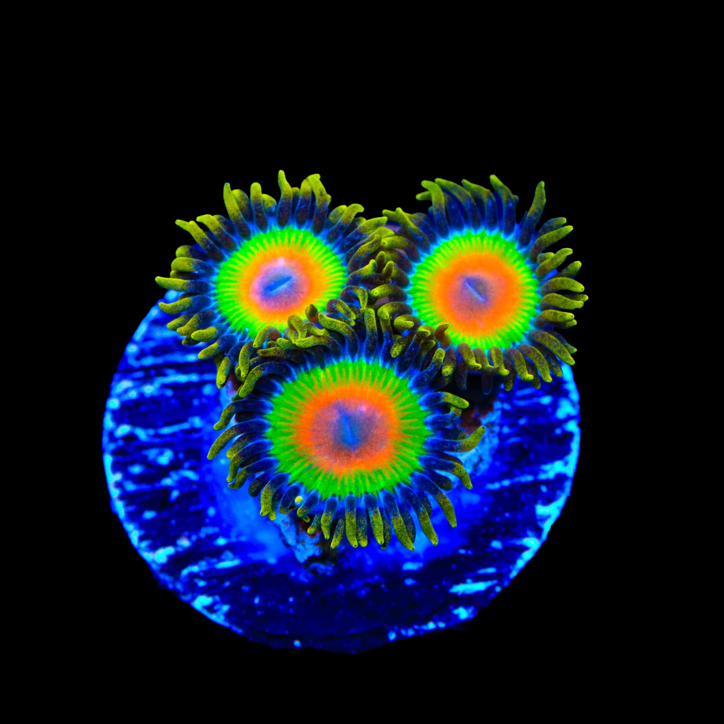 Rasta Zoanthids Coral