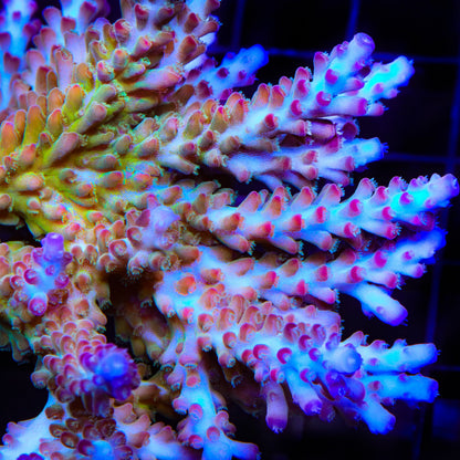 RR Olympus Acropora Coral