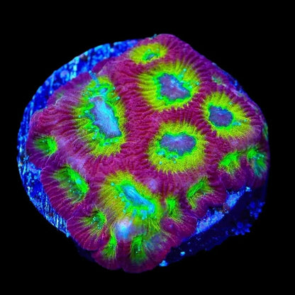 RR Spicy Lemon Favia Coral