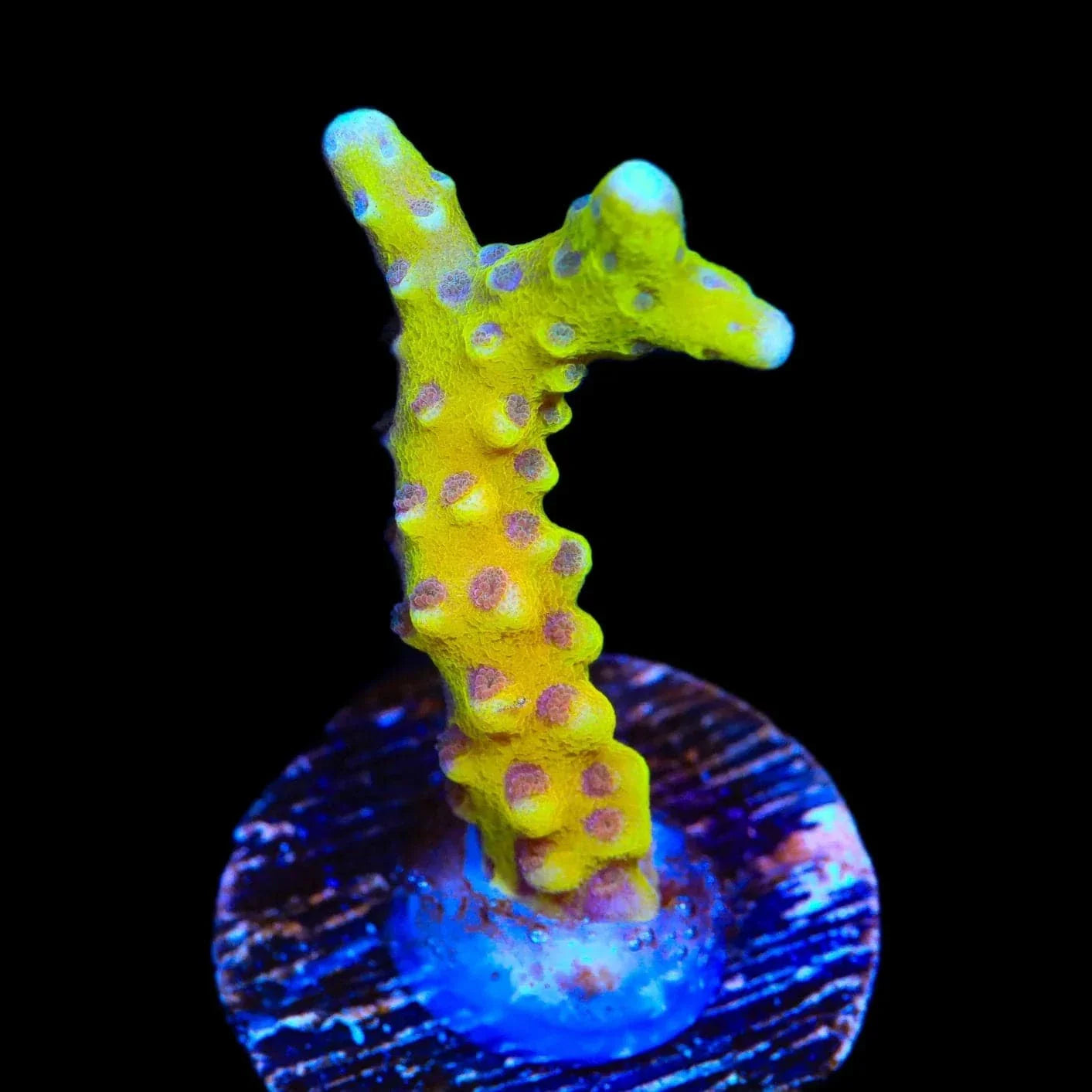 RRC Goldenrod Anacropora Coral