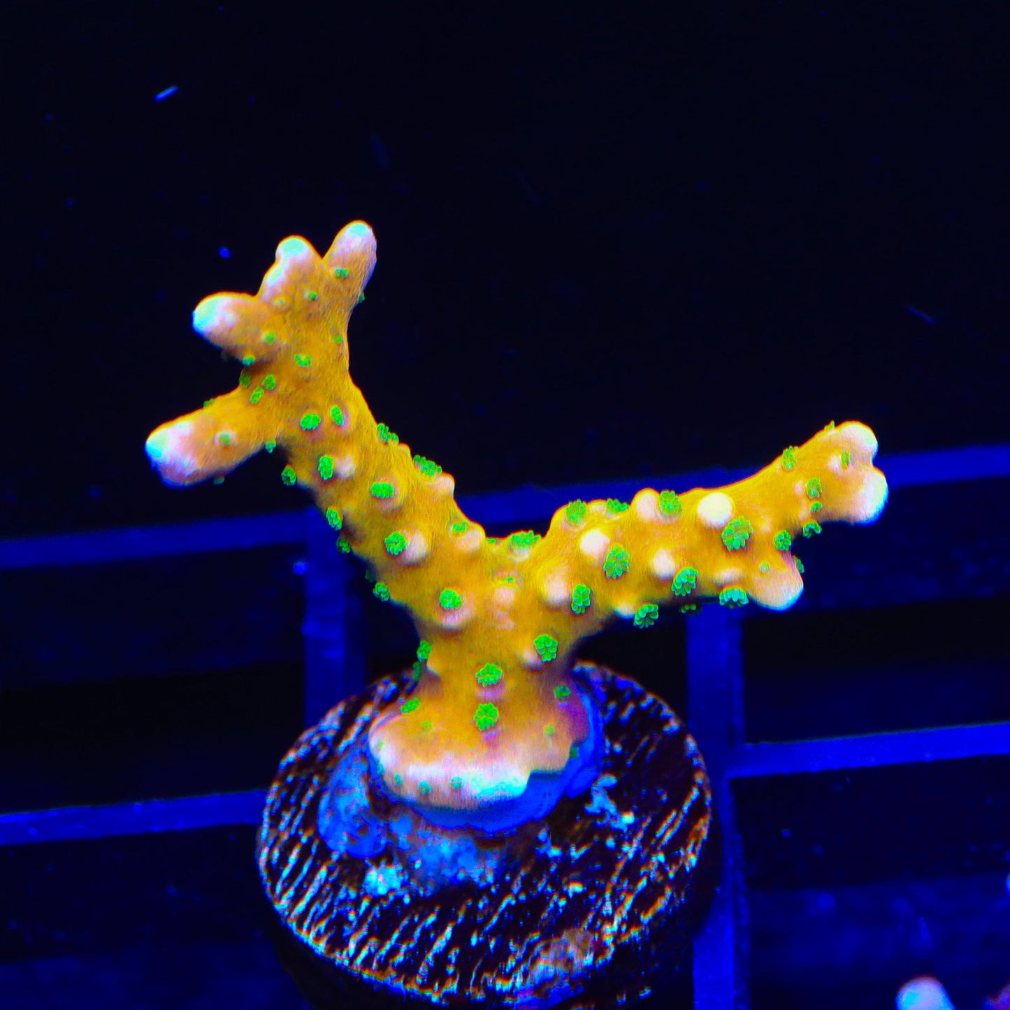 RRC Tropicana Anacropora Coral